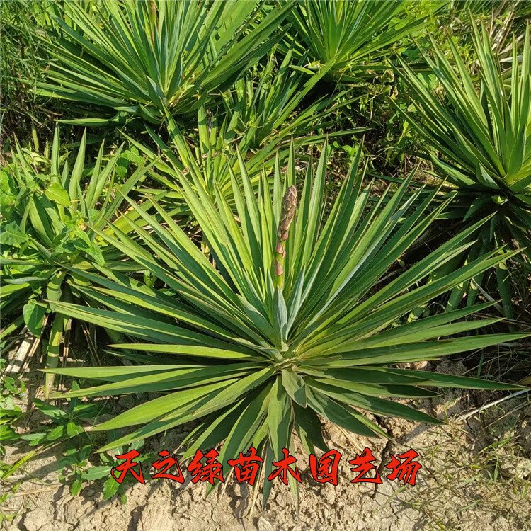 盆栽花卉龙舌兰耐寒庭院植物别墅