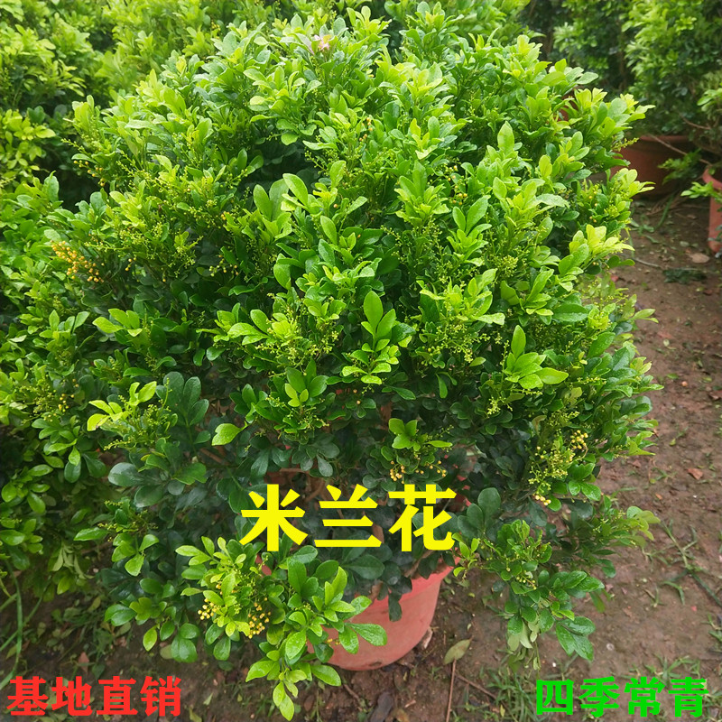 米兰花苗桌面香味植物盆栽四季有花米仔兰盆栽可驱蚊植物