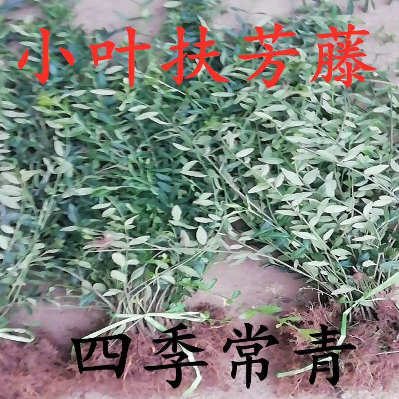 耐寒爬藤攀缘植物四季青护坡绿植