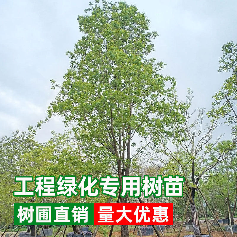 乌桕树苗丛生乌桕名贵老树桩耐寒彩叶树大型庭院道路景观行道树