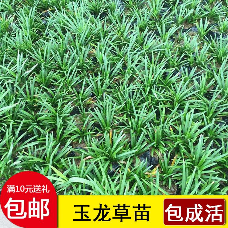 四季耐旱耐寒耐阴地被植物沿阶草图片