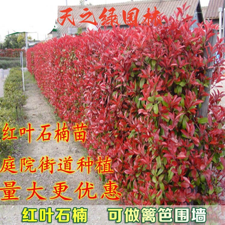 红叶石楠庭院道路小区美观