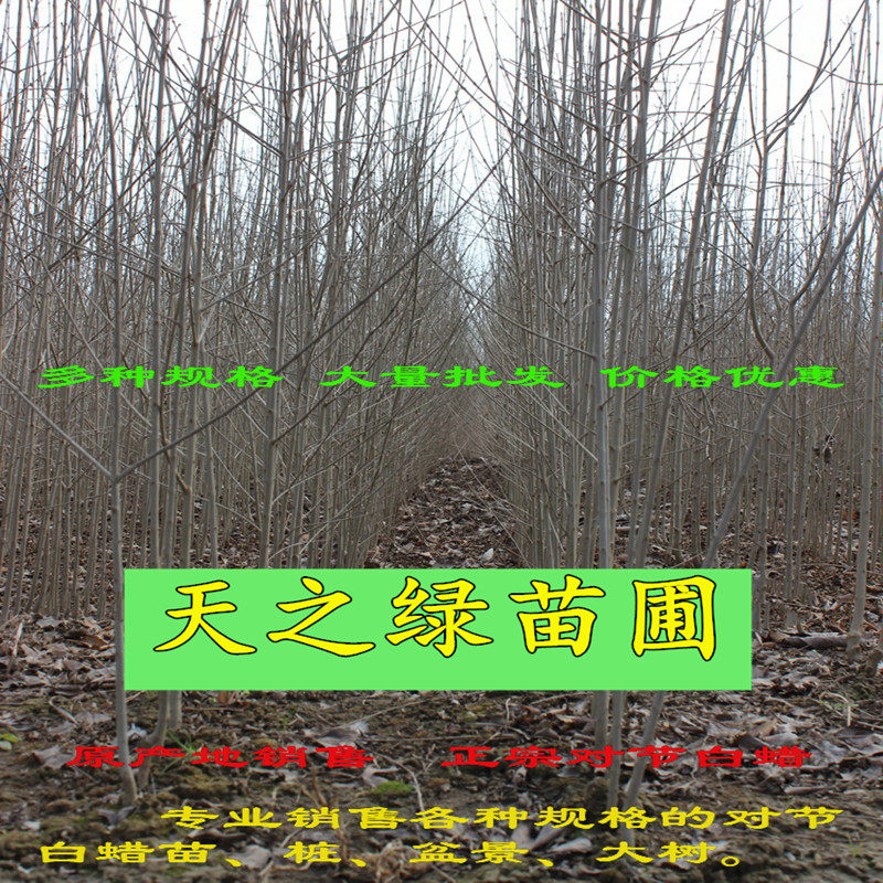白蜡树苗白蜡小苗速生对节白蜡大小白腊绿植盆栽盆景老桩绿化苗木