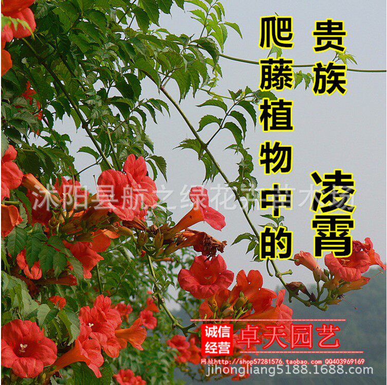 美国凌霄多年生爬藤植物庭院别墅