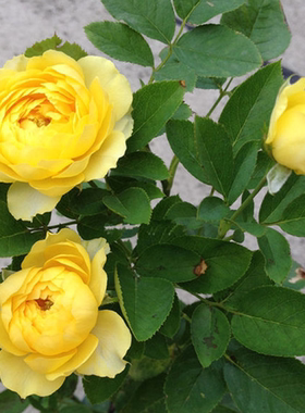 金丝雀月季花苗黄色大花香味适合阳台花卉绿植园艺四季盆栽玫瑰苗