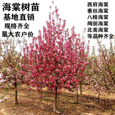 海棠树苗西府北美八棱垂丝花苗庭院高杆大型盆栽绿化苗木红长寿果
