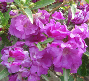 新采凤仙花种子染指甲盆栽种孑室内阳台四季易活绿化春天花种籽子