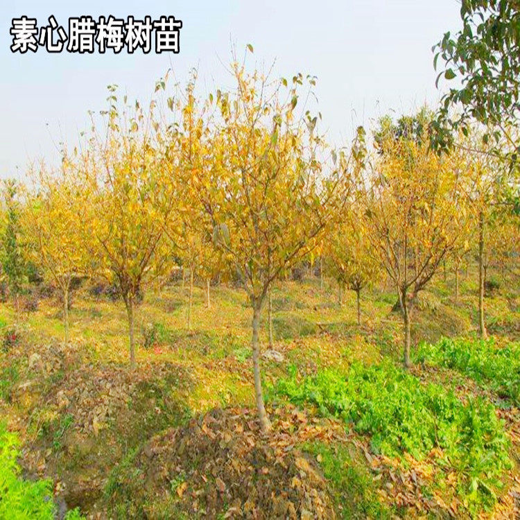 腊梅花盆栽树桩庭院梅花绿植