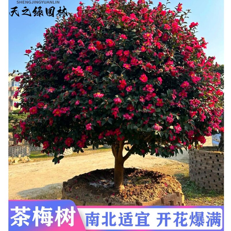 高杆茶梅花树苗茶梅球形别墅庭院大型耐寒风景树盆栽四季常青花卉