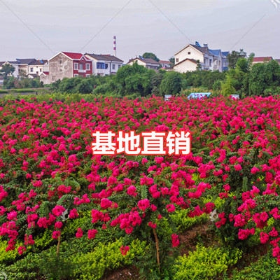 紫薇树苗嫁接红火球绿化工程苗