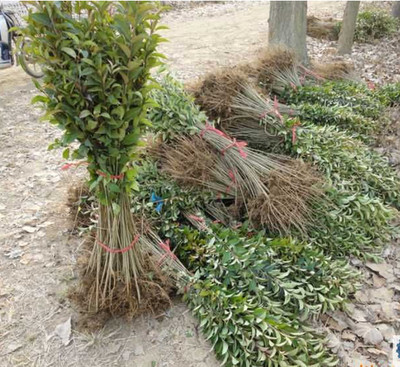 庭院景区造型树风景树常绿乔木