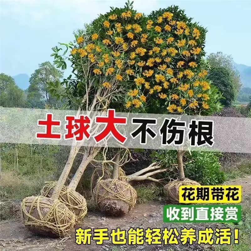 庭院别墅植物浓香花卉四季桂常青