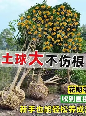 桂花树苗庭院地栽大树原生高杆耐寒浓香四季桂金桂丹桂盆栽大树苗