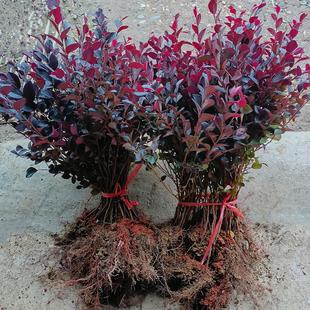 红花继木苗红叶石楠黄杨金叶女贞四季常青植物庭院别墅工程绿化苗