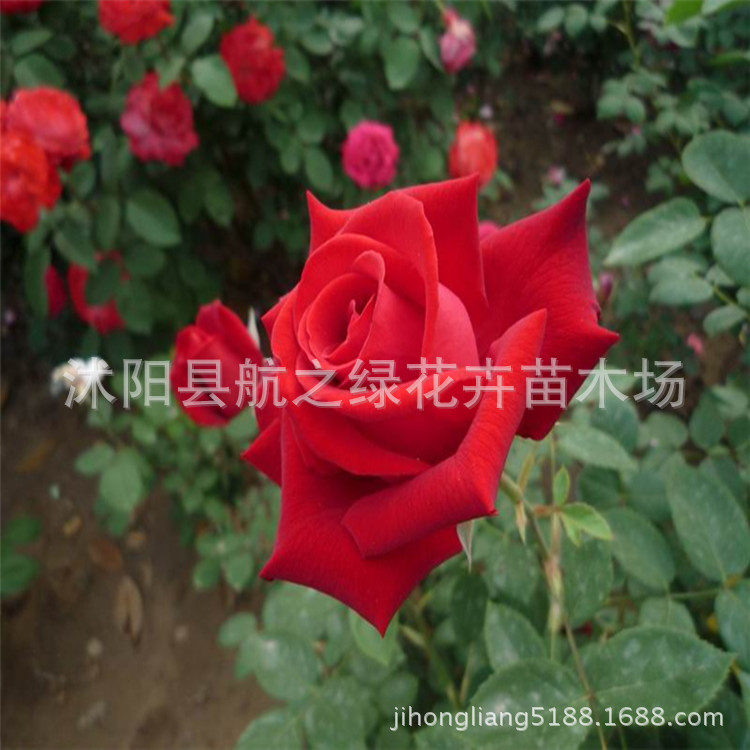 红帽黄帽子月季花苗庭院工程绿化多花浓香蔷薇科灌木月季耐寒植物