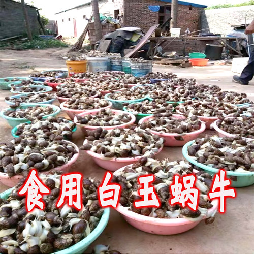实验教学餐饮食用爆炒白玉蜗牛螺