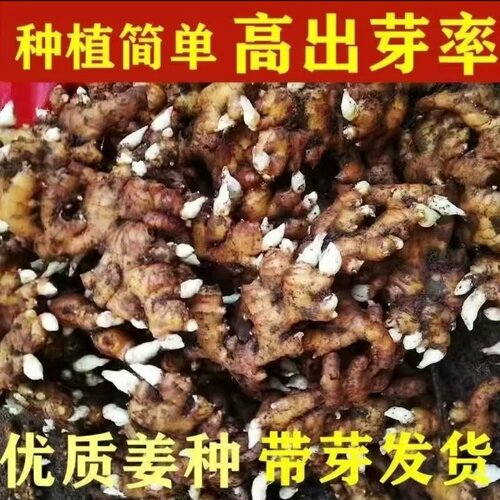 高产农家小黄姜生姜种老姜芽种籽