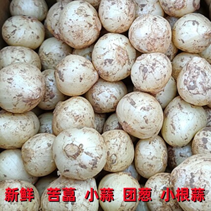 新鲜小蒜野生苦藠头苦芥小根蒜团葱薤白苦茭团蒜圆蒜四川苦叫洋蒜