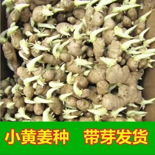 带芽小黄姜姜种籽老姜生姜种植苗