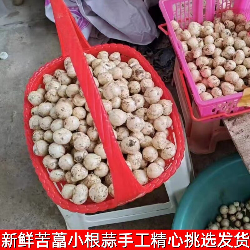 苦藠野葱新鲜团葱圆葱洋葱头苦茭小根蒜小薤白鲜野生苦叫肖蒜苦芥