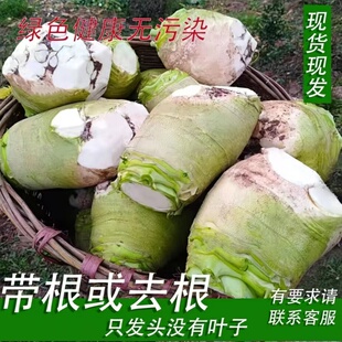 现挖大头菜新鲜芥菜疙瘩下饭菜农家蔬菜老式 生辣芥菜腌咸菜丝酱菜