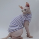 无毛猫衣服春夏纯棉透气柔软斯芬克斯猫衣服德文衣服