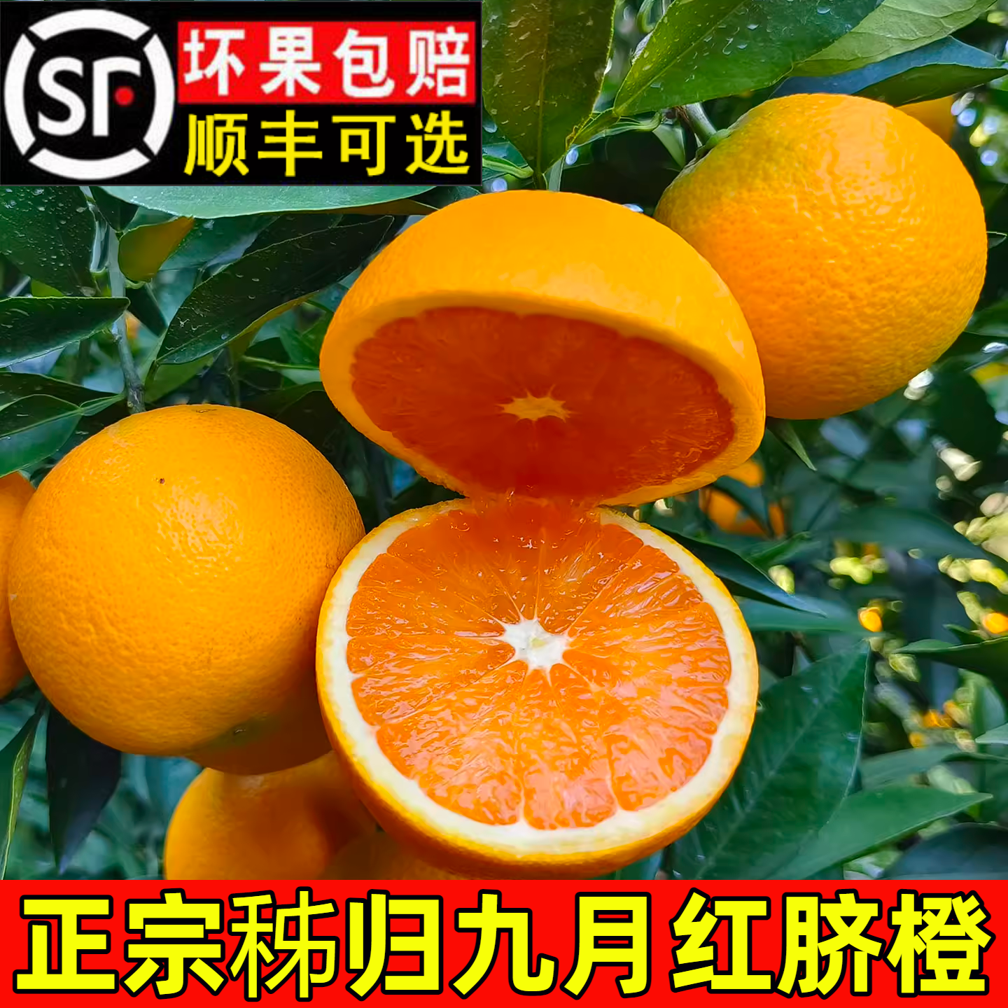 顺丰100%纯甜爆汁秭归九月红橙子
