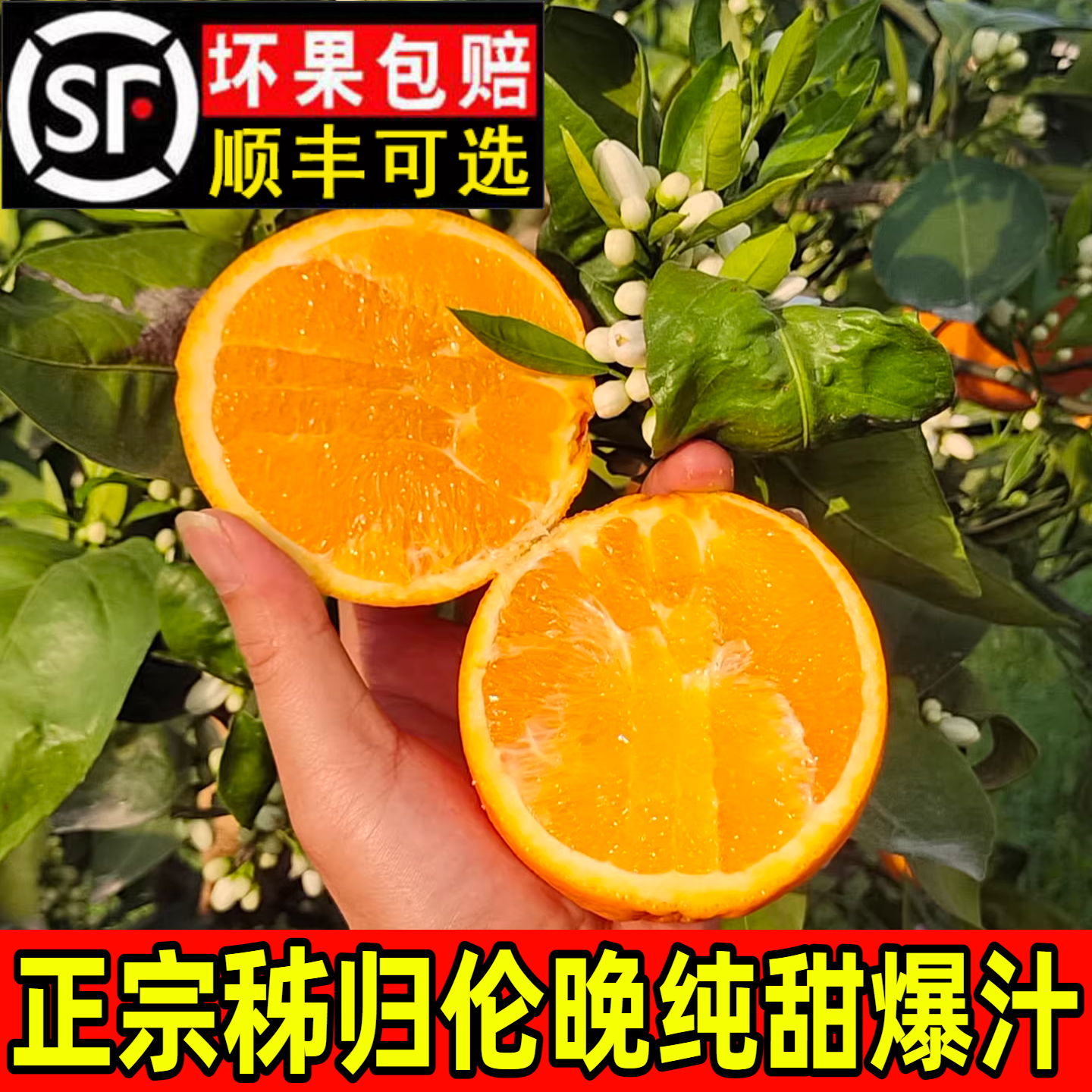 伦晚湖北秭归脐橙当季现摘多汁纯甜应季春天新鲜水果大甜橙子包邮