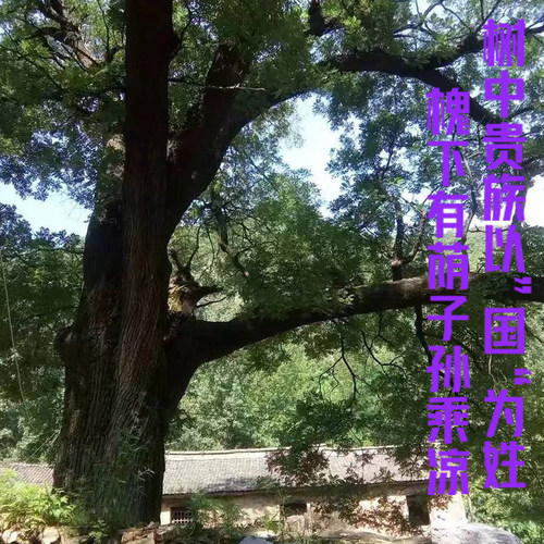 庭院苗木国槐树现卖现挖成活率高