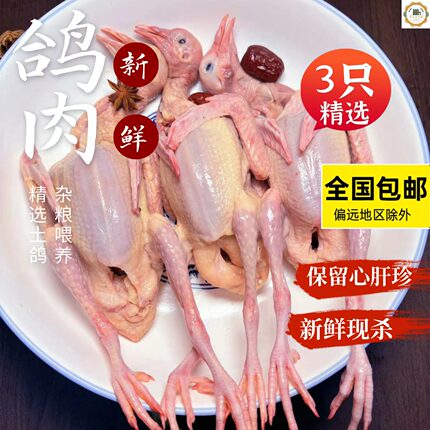 湖北土鸽子新鲜现杀3只装农家杂粮散养老鸽子/乳鸽子肉炖煲汤
