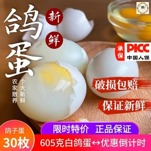 费 鸽子蛋新鲜30枚总重605克以上大白鸽蛋农家散养鸽蛋宝宝辅食 免邮