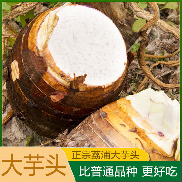 正宗广西荔浦芋头农产品新鲜鲜香农家现挖当季鲜香香芋大果紫色芋