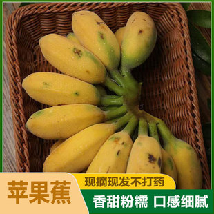广西高山香蕉新鲜水果需催熟青香蕉高山大蕉甜香蕉整箱