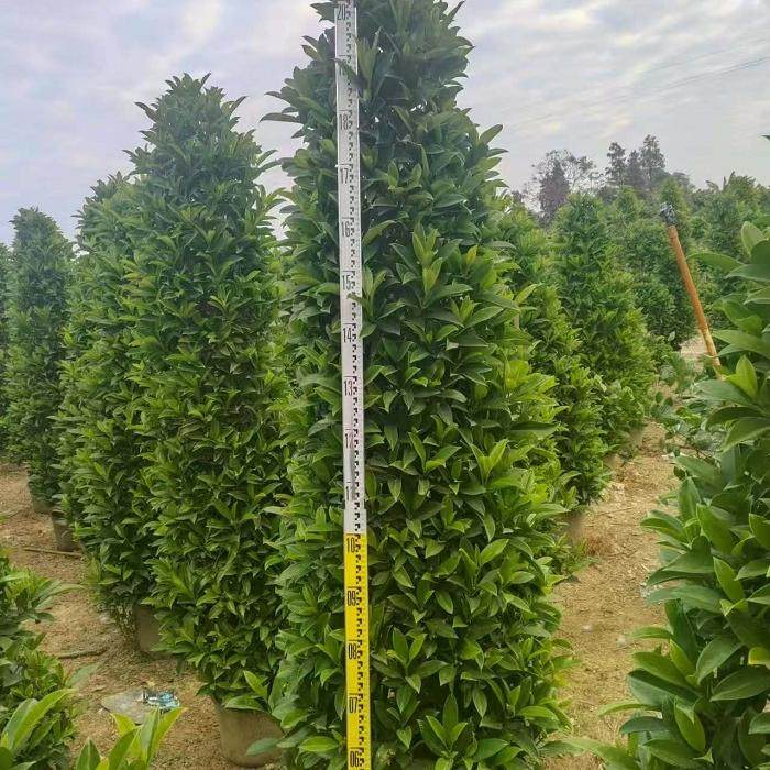非洲茉莉树苗别墅庭院围墙植物室外大型盆栽绿植盆景四季常青灰莉