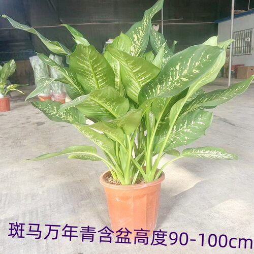 花叶斑马万年青室内好养美观