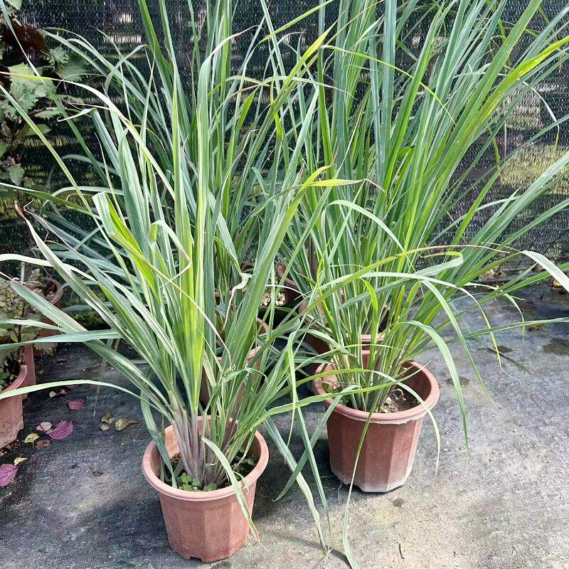 柠檬香茅草盆栽可食用新鲜香草种苗西餐调料阳台庭院花池好养植物