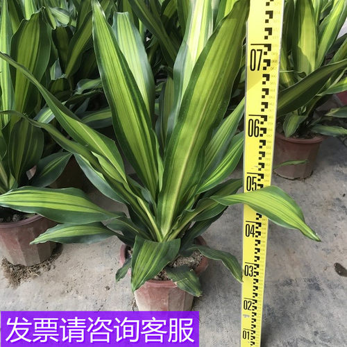 巴西美人金心也门铁盆栽香龙血树净化室内空气好养活螺纹铁植物树 - 封面