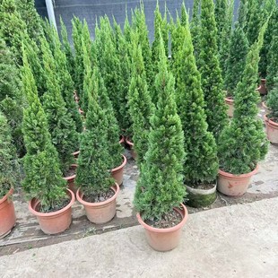 龙柏树苗盆栽塔柏树松柏四季常青庭院门口花园盆景耐晒耐寒大植物