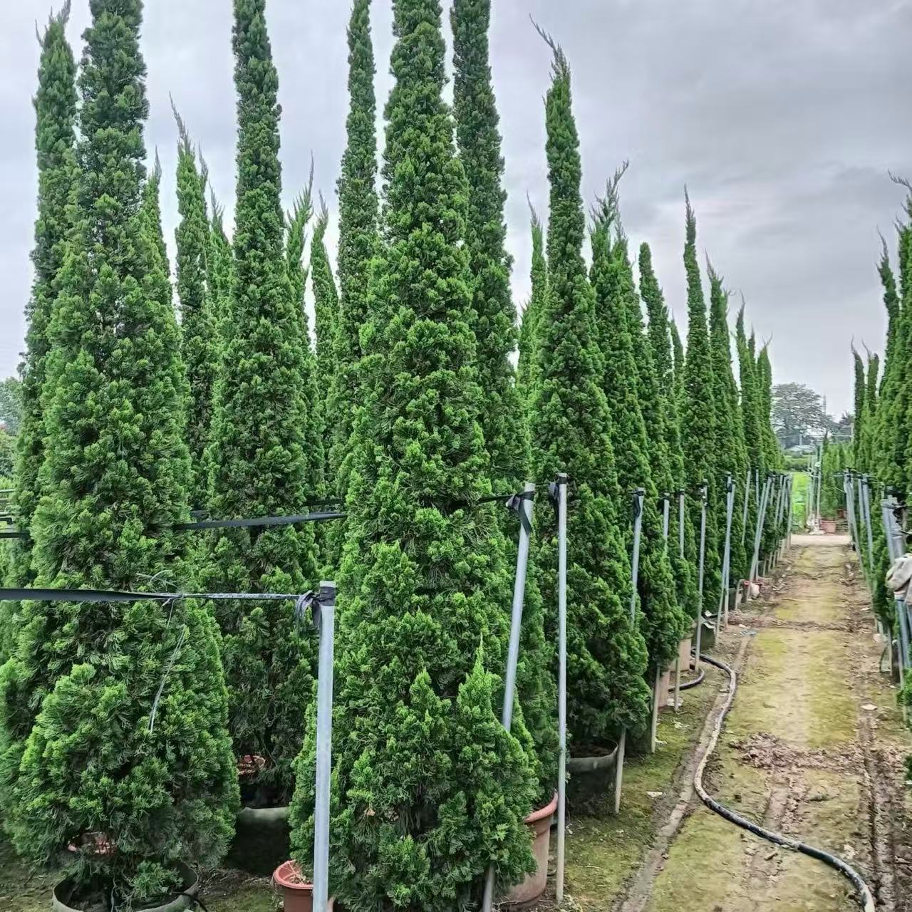 龙柏树苗盆栽耐晒耐寒大植物图片
