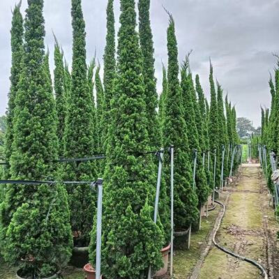 龙柏树苗盆栽耐晒耐寒大植物