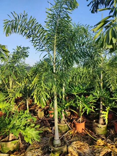 狐尾椰子树热带雨淋大型绿植庭院室外暴晒植物四季 常青盆栽棕榈树