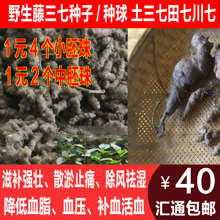 野生藤三七苗盆栽种子球珠芽 土三七根块 云南 川七种子