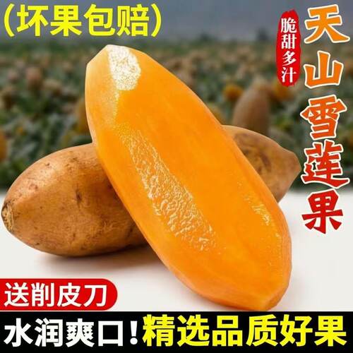 云南天山雪莲果当季现挖整箱新鲜水果脆甜红心雪连果时令大果
