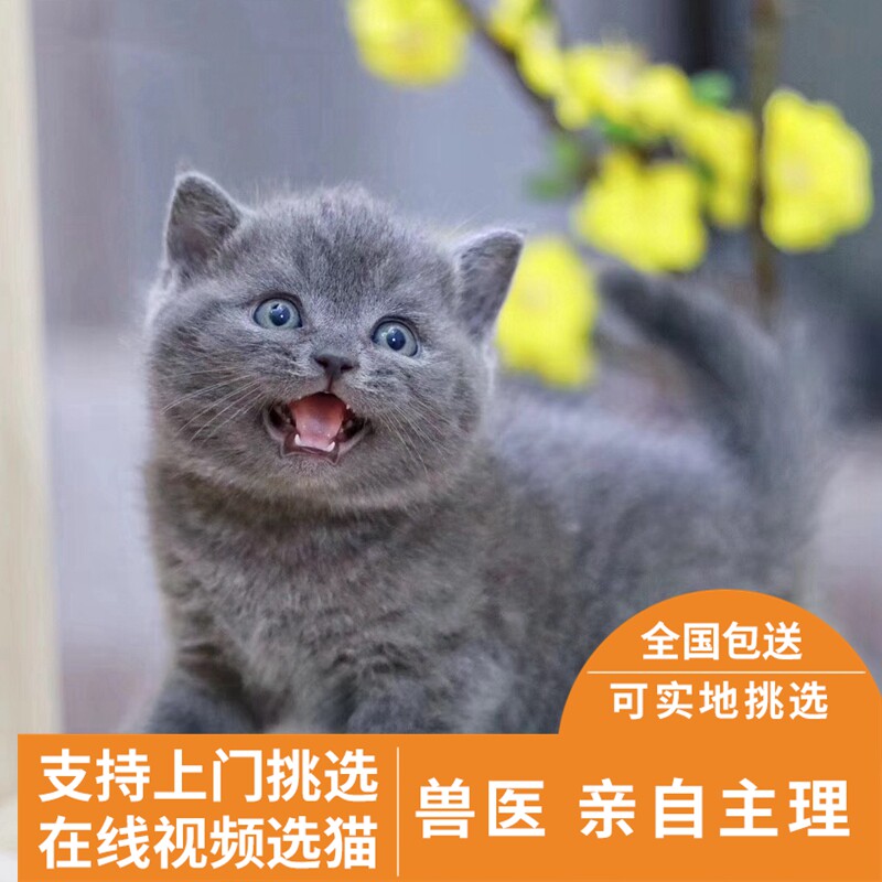 北京猫舍 英短蓝猫幼猫活体  纯种美短银渐层加菲猫美短猫咪活物