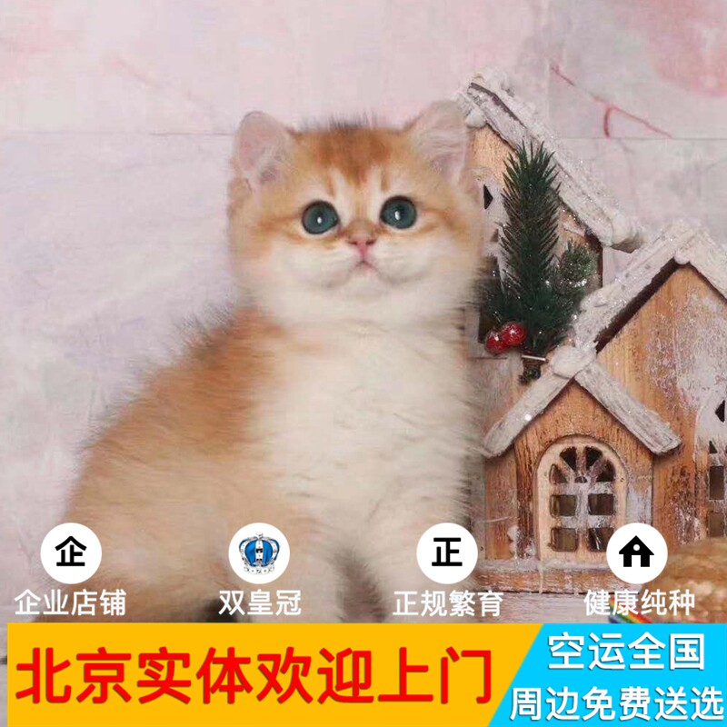 北京猫舍  直销幼猫纯种 金渐层银渐层 布偶猫 起司蓝白 英短蓝猫