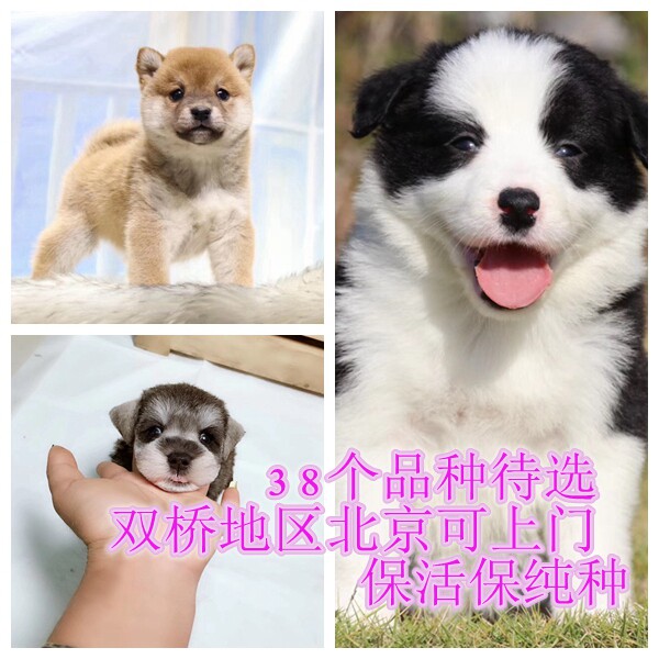 茶杯犬小型犬幼犬雪纳瑞约克夏法牛比熊北京朝阳大兴丰台宠物店图片