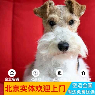北京实体 约克夏梗活体 保纯种健康刚毛猎狐梗 西高地白梗幼犬