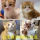 中华田园猫 大橘猫 奶牛猫 北京正规猫舍 狸花猫 当日可达