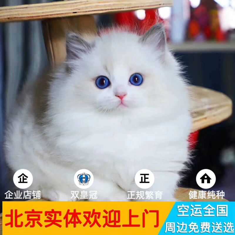 纯种家养布偶菲渐层美国短毛猫英短蓝猫蓝北京朝阳宠物市场猫舍