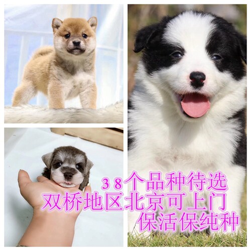 雪纳瑞约克夏北京宠物店吉娃娃